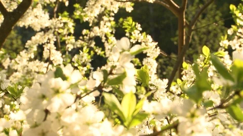 Cherry blossom. Cherry orchard in spring Video stock 107939793