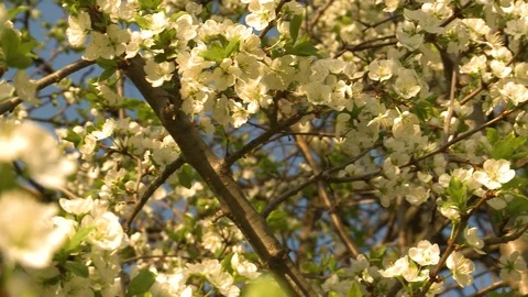Cherry blossom. Cherry orchard in spring Video stock 107940011