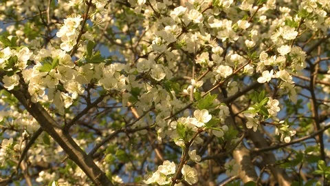 Cherry blossom. Cherry orchard in spring Video stock 107940128