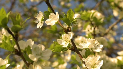 Cherry blossom. Cherry orchard in spring Video stock 107940254