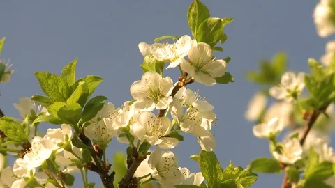 Cherry blossom. Cherry orchard in spring Video stock 107940278