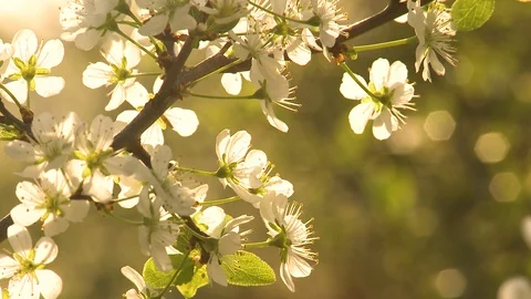 Cherry blossom. Cherry orchard in spring Video stock 107940299