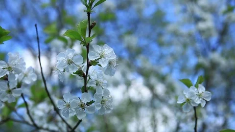 Cherry blossom. Cherry tree blooms in spring against a blue sky Stock Footage 96747308