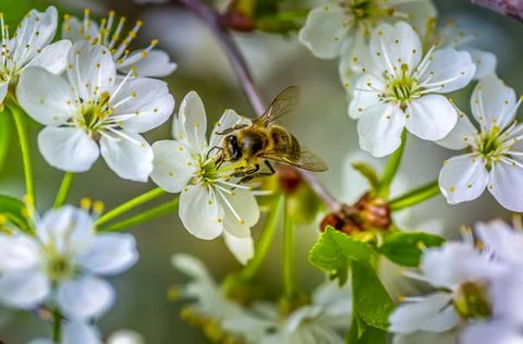 Cherry blossom close-up, bee pollinates white flowers Stock Photos