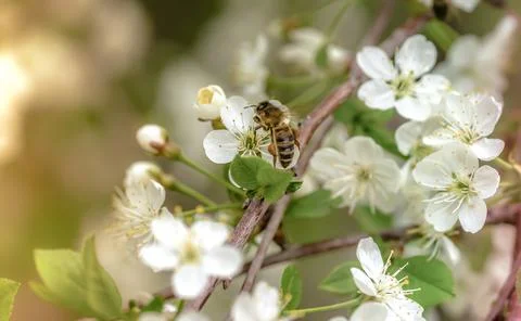 Cherry blossom close-up, bee pollinates white flowers Stock Photos