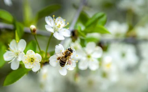 Cherry blossom close-up, bee pollinates white flowers Foto stock