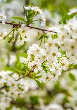Cherry blossom close-up, bee pollinates white flowers Stock Photos
