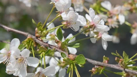 Cherry blossom close-up. Cherry flowers against the blue sky close-up. Fresh Stock Footage 193020197