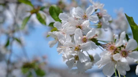 Cherry blossom close-up. Cherry flowers against the blue sky close-up. Fresh Video stock 193021027