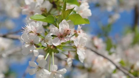 Cherry blossom close-up. Cherry flowers against the blue sky close-up. Fresh Video stock 193022202