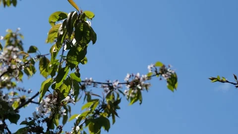 Cherry blossom close-up. Cherry flowers against the blue sky close-up. Fresh Stock Footage 194342286