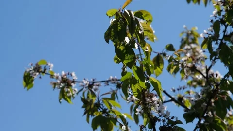 Cherry blossom close-up. Cherry flowers against the blue sky close-up. Fresh Video stock 194342492