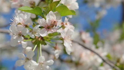 Cherry blossom close-up. Cherry flowers against the blue sky close-up. Fresh Vídeos de archivo 197079140