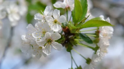 Cherry blossom close-up. Cherry flowers against the blue sky close-up. Fresh Video stock 199092024