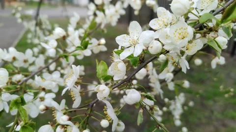 Cherry blossom close-up. Delicate white flowers on a tree. Cherry orchard Stock Footage 239252300