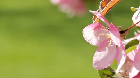Cherry Blossom Close Up on Flower Stock Footage 41776143