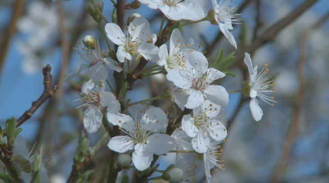 Cherry blossom close Stock Footage 107127