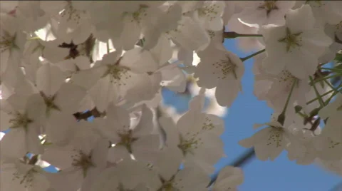 Cherry blossom close up Stock Footage 737208