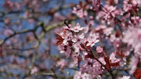 Cherry blossom close-up Vídeo Stock 10713507