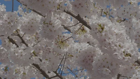 Cherry blossom close up. 库存影片 128185628
