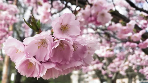 Cherry blossom close up 스톡 동영상 175388384
