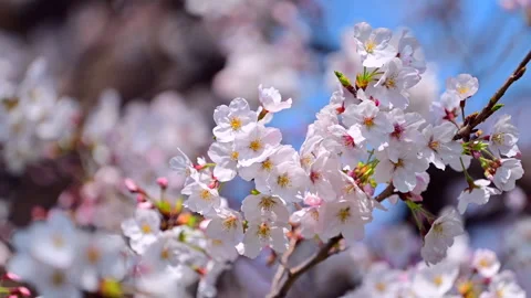 Cherry Blossom Close-Up Video stock 330701214
