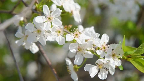 Cherry blossom close-up. Fresh cherry flowers. White cherry flowers. Cherry Stock Footage 278868239