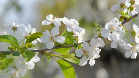 Cherry blossom close-up. Fresh cherry flowers. White cherry flowers. Cherry Stock Footage 280213741
