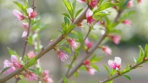 Cherry blossom close-up. Fresh cherry flowers. White cherry flowers. Cherry Stock Footage 280355037