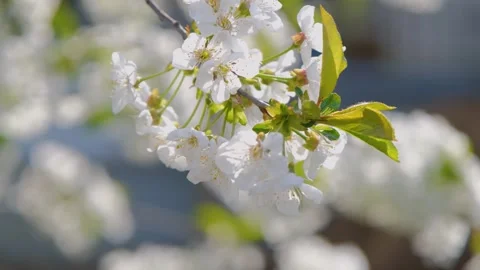 Cherry blossom close-up. Fresh cherry flowers. White cherry flowers. Cherry Stock Footage 280355079