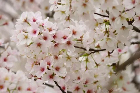 Cherry blossom up close Stock Photos