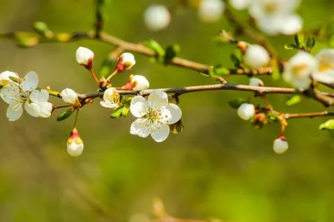 Cherry blossom close-up Stock Photos
