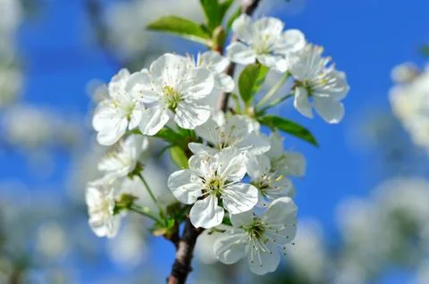 Cherry blossom close-up. Stock Photos