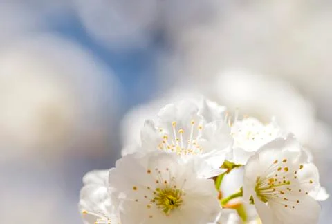 Cherry blossom close up Stock Photos