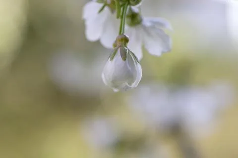 Cherry blossom close up Stock Photos