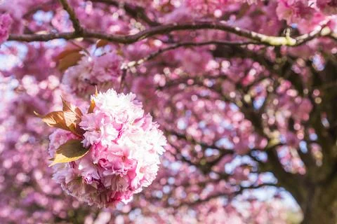 Cherry blossom close up Stock Photos