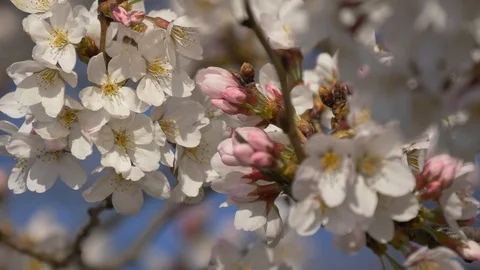 Cherry blossom close-up with a rack-focus 4K Stock Footage 111138653