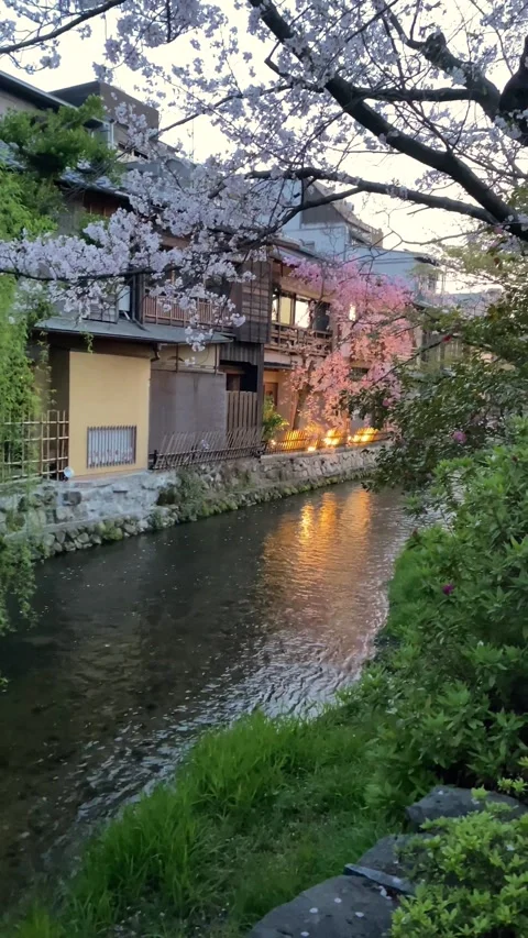 Cherry Blossom Close-Up with River Stream in Kyoto Japan 4K Vertical Video 스톡 동영상 335168366