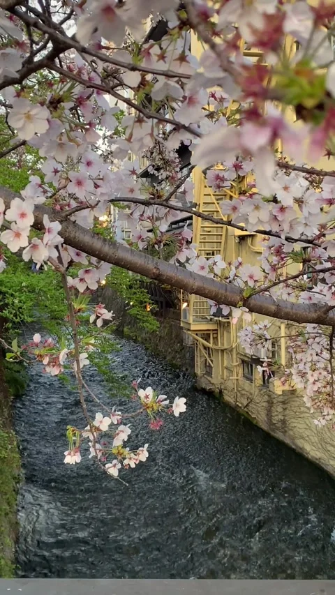 Cherry Blossom Close-Up with River Stream in Kyoto Japan 4K Vertical Video 스톡 동영상 335168403