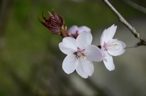 Cherry blossom close up. Selective focus and copy space. Spring sakura blossoms. Stock Photos