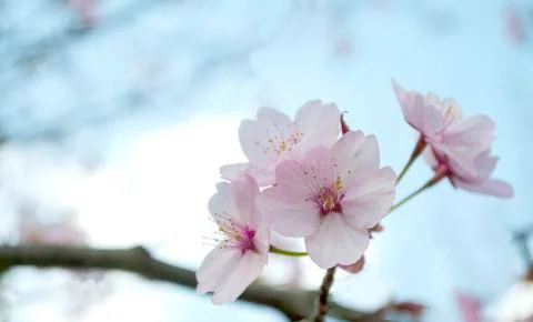 Cherry blossom close up. Selective focus and copy space. Spring sakura blossoms. Foto stock