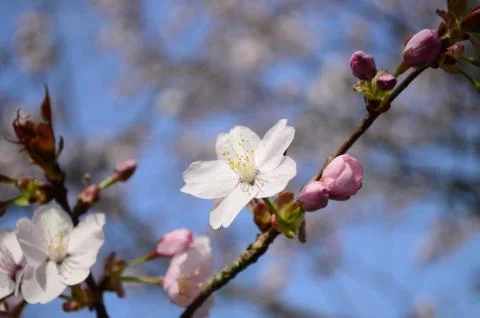 Cherry blossom close up. Selective focus and copy space. Spring sakura blossoms. Foto stock