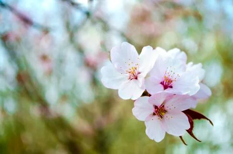 Cherry blossom close up. Selective focus and copy space. Spring sakura blossoms. Stock Photos