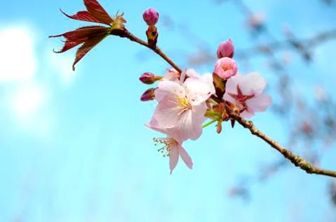 Cherry blossom close up. Selective focus and copy space. Spring sakura blossoms. Stock Photos