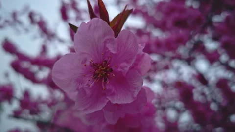 Cherry Blossom Close-Up in Spring Bloom – Peaceful Nature Moment Stock Footage 304989733