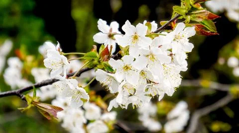 Cherry blossom close up in spring. spring cherry twig with white flowers Stock Photos
