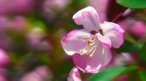 Cherry blossom (closeup) Stock Footage 359994