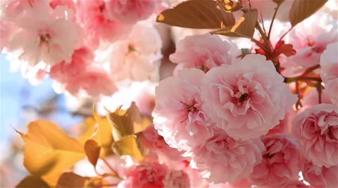 Cherry blossom  (closeup). Stock Footage 59940217