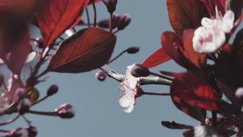 Cherry Blossom Closeup Slow Motion - Nature Beauty Spring Stock Footage 130748399