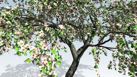 Cherry Blossom Closup Stock Footage 308711990